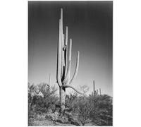 Stampa artistica da parete su tela di alta qualità, motivo: Adams, cactus nel monumento nazionale di Saguaro in Arizona, 127 x 101 cm, pronta da incorniciare, ideale per la decorazione della casa o
