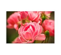 Stampa artistica da parete su tela, motivo: rose rosa, giardino, sfocatura, primo piano, guarigione, per casa, bar, ristorante, garage, caffetteria, idea regalo, 40 x 60 cm