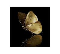 Stampa Artistica Moderna su Tela con Farfalla Metallica Riflettente Poster Immagine Elegante Nera e Oro per Soggiorno Decorazione per la casa - 60x60 cm Senza Cornice