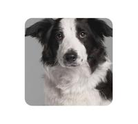 Stampa con cane Border Collie, adesivi in acrilico per frigorifero, magneti per lavagna bianca per la decorazione di mobili e cucine.,Piazza