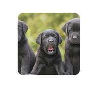 Stampa del cane Labrador Retriever, adesivi magnetici per frigorifero in acrilico, magneti per lavagna bianca per la decorazione di mobili e cucine,Piazza