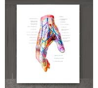 Stampa Di Anatomia Della Mano, Stampa Di Muscoli E Legamenti Del Polso, Regalo Per Chiropratico, Poster Medico Di Chirurgia Della Mano, Regalo Ortopedico Per Clinica A4 30Cmx40Cm Senza Telaio