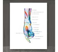 Stampa Di Anatomia Della Mano, Stampa Di Muscoli E Legamenti Del Polso, Regalo Per Chiropratico, Poster Medico Di Chirurgia Della Mano, Regalo Ortopedico Per Clinica A1 30Cmx40Cm Senza Telaio