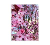 Stampa su Tela su Carta Poster o Quadro Bannon Heidi Cherry Blossom