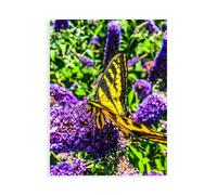 Stampa su Tela su Carta Poster o Quadro Bannon Heidi Coming in for a Landing I