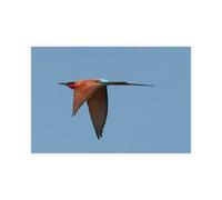 Stampa su Tela su Carta Poster o Quadro Bennion Scott Carmine Bee Eater