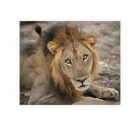 Stampa su Tela su Carta Poster o Quadro Bennion Scott Eyes of a Lion