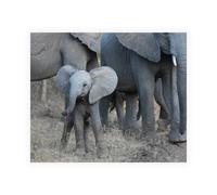 Stampa su Tela su Carta Poster o Quadro Bennion Scott Young Elephant