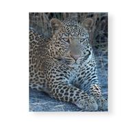 Stampa su Tela su Carta Poster o Quadro Bennion Scott Young Leopard