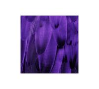 Stampa su Tela su Carta Poster o Quadro Bosco Julia Feathered Friend - Purple