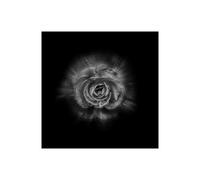 Stampa su Tela su Carta Poster o Quadro Carson Brian Black And White Begonia II