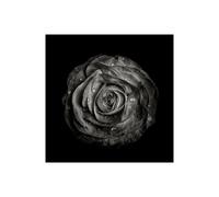 Stampa su Tela su Carta Poster o Quadro Carson Brian Black And White Begonia IV