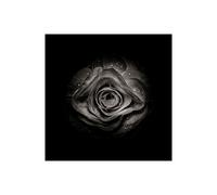 Stampa su Tela su Carta Poster o Quadro Carson Brian Black And White Begonia V