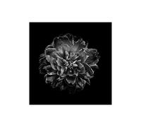 Stampa su Tela su Carta Poster o Quadro Carson Brian Black And White Camelia IV