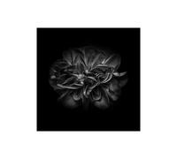 Stampa su Tela su Carta Poster o Quadro Carson Brian Black And White Camelia V