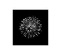 Stampa su Tela su Carta Poster o Quadro Carson Brian Black And White Clover Flow