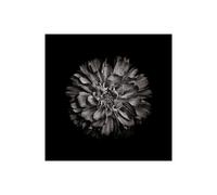 Stampa su Tela su Carta Poster o Quadro Carson Brian Black And White Dahlia II