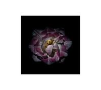 Stampa su Tela su Carta Poster o Quadro Carson Brian Purple and White Peony