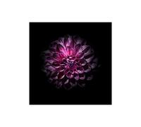 Stampa su Tela su Carta Poster o Quadro Carson Brian Purple Dahlia