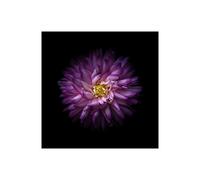 Stampa su Tela su Carta Poster o Quadro Carson Brian Purple Mum