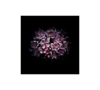 Stampa su Tela su Carta Poster o Quadro Carson Brian Purple Verbena