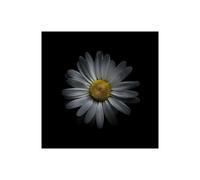 Stampa su Tela su Carta Poster o Quadro Carson Brian White Daisy V