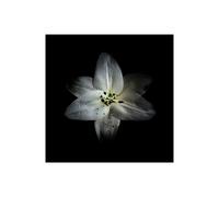 Stampa su Tela su Carta Poster o Quadro Carson Brian White Lily