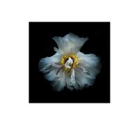 Stampa su Tela su Carta Poster o Quadro Carson Brian White Peony