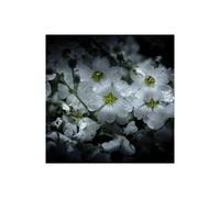 Stampa su Tela su Carta Poster o Quadro Carson Brian White Petunia