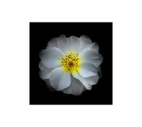 Stampa su Tela su Carta Poster o Quadro Carson Brian White Primrose