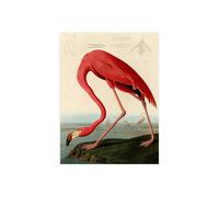 Stampa su Tela su Carta Poster o Quadro John James Audubon American Red Flamingo