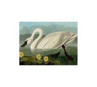 Stampa su Tela su Carta Poster o Quadro John James Audubon Common American Swan