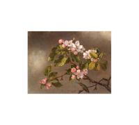 Stampa su Tela su Carta Poster o Quadro Martin Johnson Heade Hummingbird and App