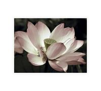 Stampa su Tela su Carta Poster o Quadro Neuwirth Andy The Blossom