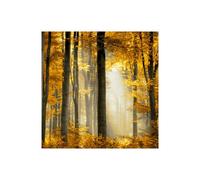 Stampa su Tela su Carta Poster o Quadro Scott Derek Sunlit Forest II