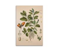 Stampa vintage in quercia di sughero, poster botanico antico, stampe floreali, poster, decorazione per la casa, arte da parete, foglia verde, poster decorativo da parete su tela Quercus Suber-1 e