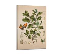 Stampa vintage in quercia di sughero, poster botanico antico, stampe floreali, poster, decorazione per la casa, arte da parete, foglia verde, poster decorativo da parete su tela Quercus Suber-1 e