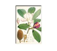 Stampe artistiche da parete 1850s stampa magnolia stampa botanica vintage fiore bianco arte magnolia pittura antica magnolia arte meridionale decorazione per la casa soggiorno camera da letto