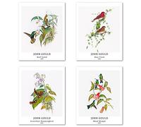 Stampe da Parete Uccello Classico Senza Cornice, Set di 4 Poster, Carta artistici di alta qualità Taglia: 28x35 cm, Regalo compleanno paesaggio naturale di realismo per Ufficio John Gould Print