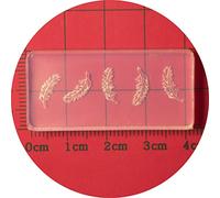 Stampo per unghie in silicone varie dimensioni cinque petali fiori stampaggio unghie stencil UV smalto gel manicure fiori muffa