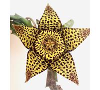 Stapelia (sin. Orbea) variegata 10-15cm - - Fiore cadavere | Cactus stella mari