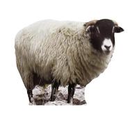 Star Cutouts Ltd - Cartonato di Una Pecora, Dimensioni Naturali