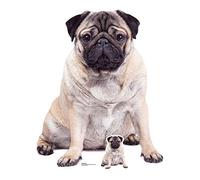 STAR CUTOUTS LTD Pug Giant Cardboard Cut out, Multicolore