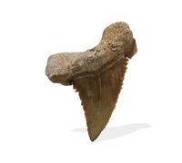 Starborn Paleocarcharodon fossile preistorico, taglia L, pezzo unico, Large, Pietra preziosa, apatite