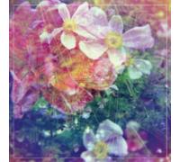 Stargazer Lillies - We Are the Dreamers