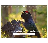 Stark wie der Auerhahn (Wandkalender 2026 DIN A4 quer), CALVENDO Monatskalender: Entdecken Sie die Faszination des Auerhahns - ein Symbol unberührter Natur, majestätischer Präsenz und wilder Eleganz.