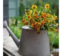 starnuto - Helenium autumnale semi balcone semi biologici riverdimento tetti giardino decorazione primavera interni esotici giardino interni che 100pcs