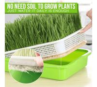 Starter Vassoio Dgermination Contenitori Piante Vivaio for Bocche Portatile Grow