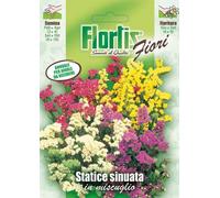 Statice Sinuata Mix