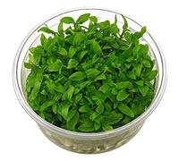 Staurogyne repens - in vitro - Pianta d'acquario vivo